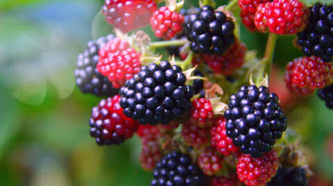 Corona virüs ile savaşan sebze ve meyveler