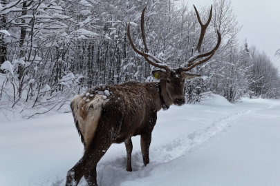 Ormanya’da yetiştirilen kızıl geyikler Kuzuyayla’nın müdavimi oldu
