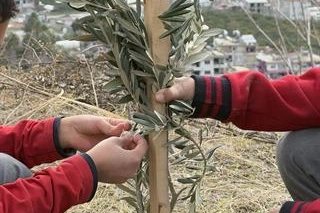 Geleceğe yeşil miras... Okul bahçeleri zeytin bahçelerine dönüşüyor