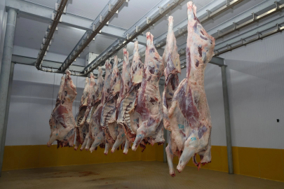 Kocaeli Mezbahası’nda hijyenik ve helal kesim