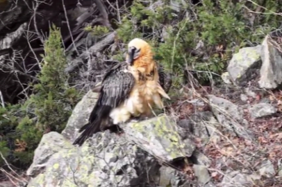 Artvin'de yaralı sakallı akbaba yeniden doğaya döndü