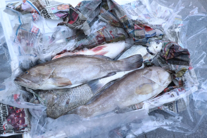 &nbsp;Antalya'da 260 kilo balığa el konuldu