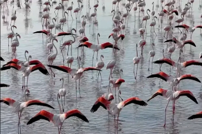 Tuz Gölü'nde flamingo sevinci