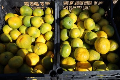 Satsuma mandalinada ihracat zamanı