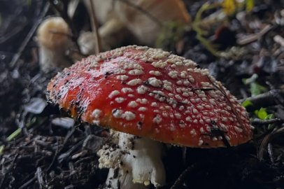 Bu mantara dikkat! 6 saatte etkisini gösteriyor